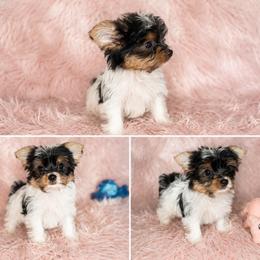 Millie - Parti female Yorkshire Terrier puppy in Phelan, California from Tiny Tailz