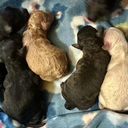 Cairo - Brown male Poodle puppy in Travelers Rest, South Carolina from Cotton Top