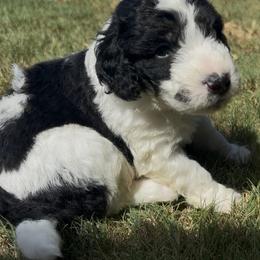 Rick - male Australian Mountain Doodle puppy in Snook, Texas from Snook Acres Doodles