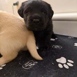 Snickers - Black male Labrador Retriever puppy in Eugene, Oregon from LakeHouse Labrador Retriever LLC