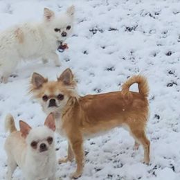 Dalia - Chihuahua