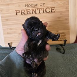 Boy 2 - Brindle male Pug puppy in Auburn, Kentucky from Prentice Family Pugs, Bugs & Corgis