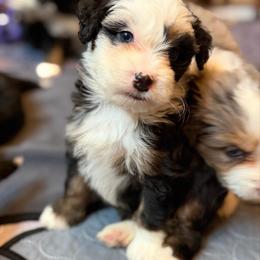 Dallas - male Australian Mountain Doodle puppy in Washougal, Washington from Sandy Creek Bernedoodles