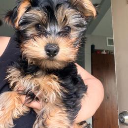 Boy 2 - Blue and gold male Yorkshire Terrier puppy in Gilbert, Arizona from Yorkie Your Soulmate Puppy