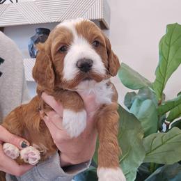 Cedar - Red  male Goldendoodle puppy in Fordland, Missouri from K&K's Puppy Kingdom
