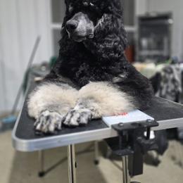 Pluto - Poodle