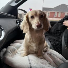 Jenny - Dachshund