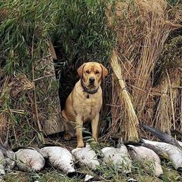 Labrador Retriever Puppies from Allie’s Way Labradors