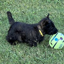 Yellow - Brindle male Scottish Terrier puppy in Morganton, North Carolina from Maylark Scottish Terriers