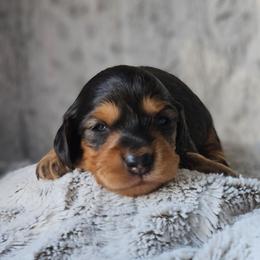 Juniper - Black and tan male Dachshund puppy in Pasco, Washington from Loyal Lil Dachshunds