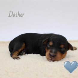 Dasher - Black tri-color male Aussiedoodle puppy in Foxworth, Mississippi from Ten Mile Aussies