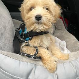 Levi - Wheaten male Miniature Schnauzer puppy in Port Orchard, Washington from Silver Bells Miniature Schnauzers