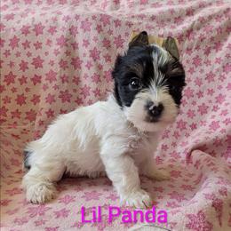 Lil Panda girl - Parti female Yorkshire Terrier puppy in Gatesville, Texas from KontryKritterz Yorkies