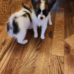 Papillon Puppies from Rene's Papillon