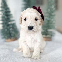 Hula Hoop - Cream female Goldendoodle puppy in Sterling, Illinois from Charley's Goldendoodles