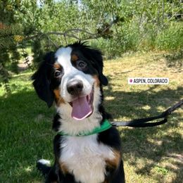 Bernese Mountain Dog Puppies from Lonesome Pine Farm