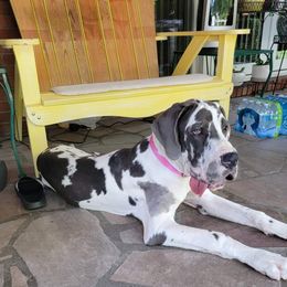 Great Dane and Yorkshire Terrier Puppies from Chuck City Danes