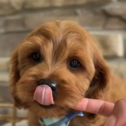 Bernedoodle, Cavapoo, and Goldendoodle Puppies from Blackberry Farm Puppies