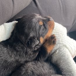 Boy 1 - Black and mahogany Rottweiler puppy in Detroit, Michigan from Dark Storm Kennels