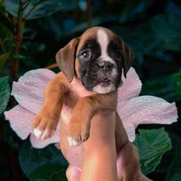 AVA--- Fawn girl - Fawn female Boxer puppy in Red Boiling Springs, Tennessee from Silver Rain