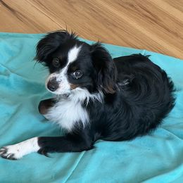 Kash - Toy Australian Shepherd