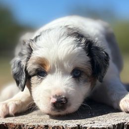 Sugarplum - Blue merle female Miniature Australian Shepherd puppy in Granbury, Texas from Jubilee Acres