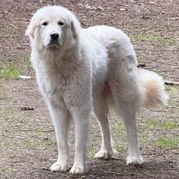 GiGi - Great Pyrenees