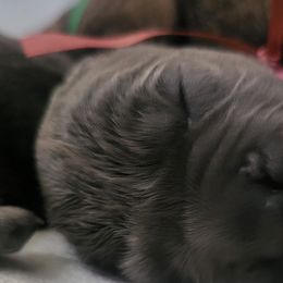 Pink Girl - Gray brindle Cane Corso puppy in Montgomery, New York from Mormaxx Kennel