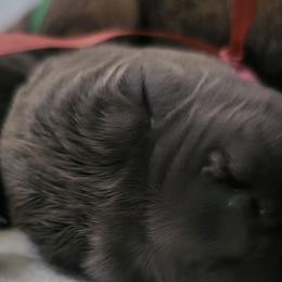 Pink Girl - Gray brindle Cane Corso puppy in Montgomery, New York from Mormaxx Kennel