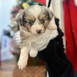 Kalli - Blue merle female Toy Australian Shepherd puppy in Puryear, Tennessee from A&W Toy Aussies