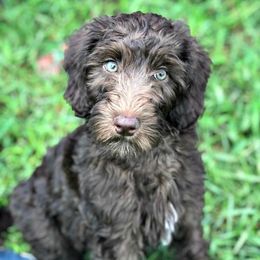 June - Australian Labradoodle
