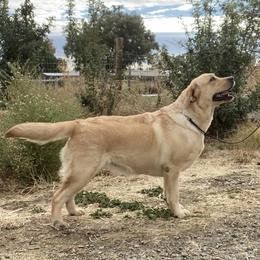 Fritos - Labrador Retriever