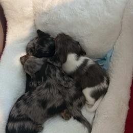Dachshund Puppies from Mini Dachshunds