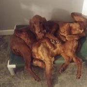 Irish Setter Puppies from Chimera Irish Setters