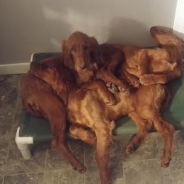 Irish Setter Puppies from Chimera Irish Setters