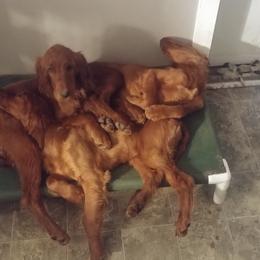 Irish Setter Puppies from Chimera Irish Setters