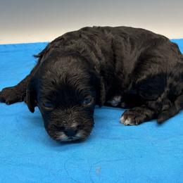 Jiminy - Black male Cavapoo puppy in Burke, New York from Patti’s Puppies