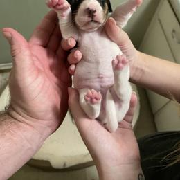 Dachshund Puppies from Hursh’s Hounds