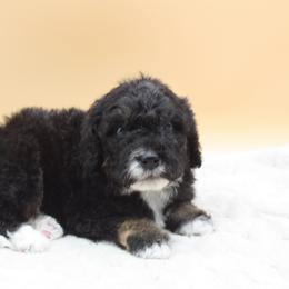Glitter - Tri-color female Bernedoodle puppy in Scottsville, Kentucky from Barren River Bernedoodles and Poodles