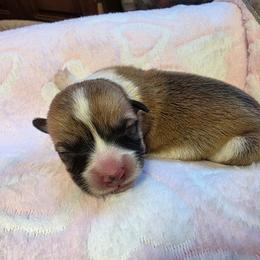 Girl 2 - Red female Pembroke Welsh Corgi puppy in Middleburg, Florida from Mulkeys Little Corgis