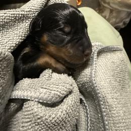 Male 1 - Black and tan male Rottweiler puppy in Mcminnville, Oregon from JHB Rottweilers