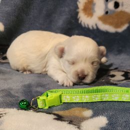 Green - Cream female Maltipoo puppy in Louisiana from Mias Bayou Puppies, LLC