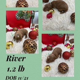 River - Red  male Goldendoodle puppy in Wayland, New York from Loris Pampered Pooches💕