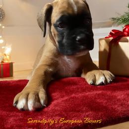Boxer Puppies from Serendipity's European Boxers