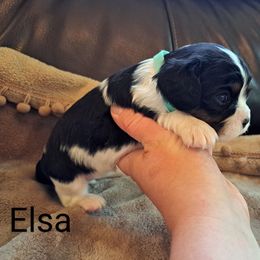 Elsa - Tri-color Cavalier King Charles Spaniel puppy in Mohnton, Pennsylvania from Maple Grove Cavaliers