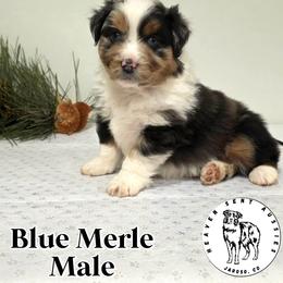 Herald - Blue merle male Miniature Australian Shepherd puppy in Jaroso, Colorado from Heaven Sent Aussies