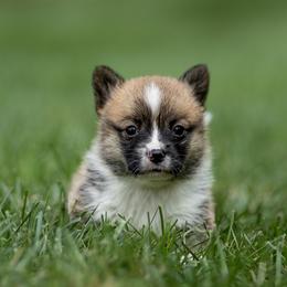Ember - Sable female Pembroke Welsh Corgi puppy in Narvon, Pennsylvania from Corgi Companions
