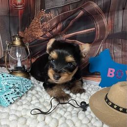 Boy 1 (1500) - Black and tan male Yorkshire Terrier puppy in Douglas, Georgia from Southern Georgia Yorkies and biewers