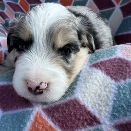 Miniature Australian Shepherd Puppies from R&R Mini Aussies