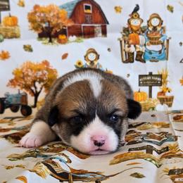 Russett - Sable male Pembroke Welsh Corgi puppy in Briggsdale, Colorado from Lovebird Corgis
